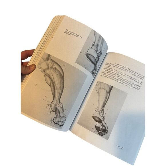 Dynamic Anatomy By Burne Hogarth Art Instruction Book - Picture 3 of 8